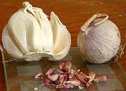 Assorted garlic cloves and bulbs